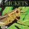 Crickets Lofi beat - Crasti lyrics