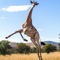 The Giraffe Comes Back To Earth - Cardboard Giraffe lyrics
