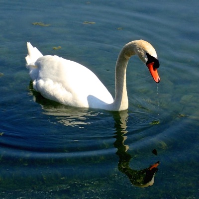 The Power of Love - Single