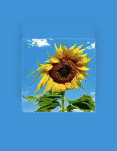 Honeytom dinle, müzik videolarını izle, biyografisini oku, tur tarihlerini ve daha fazlasını gör!