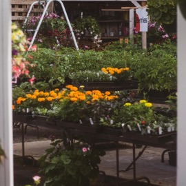 Love of Mine Daphne & Coasting