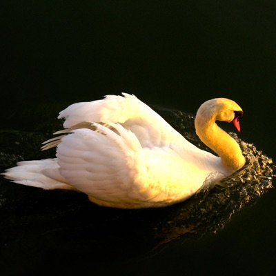 Mom's Prayer - Single