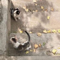 blinded (feat. ImRico) - Single - rewind