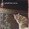 Calico - Single