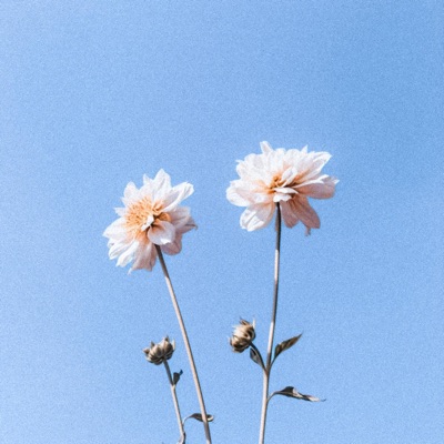 Sounds of a Flower - Single