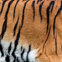 rok tygra freestyle (feat. $TOKA) - Single - Ayjay