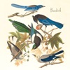 Bluebird - Single