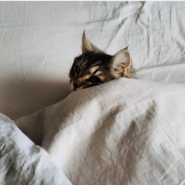 drmycat's avatar