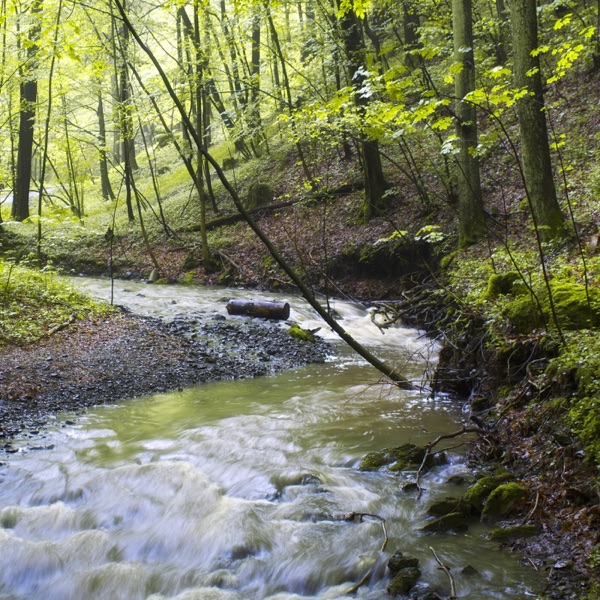 Forest Creeks - EP