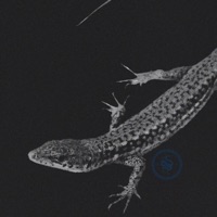 LEPAS SHOW - Single - maatjet