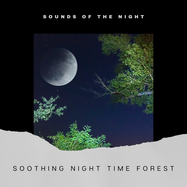 Soothing Night Time Forest Sounds