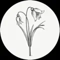 Fleur d'Hiver