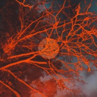 Machine Elves / The End of All Things - Single - NARKOSIS