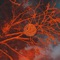 Machine Elves - NARKOSIS lyrics