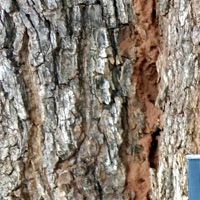 Threat (feat. Pross Boy) [Remix] - Single - Prolific RSA