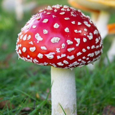 Flowers of Guatemala - Single