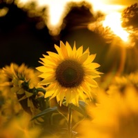 Gal Karni - Single - Shabbi Mahal