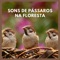 Sons de Pássaros na Floresta (P69) - Sons da Natureza Projeto ECO Brasil lyrics