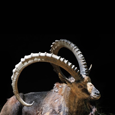 Nubian Ibex - EP