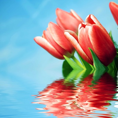 Hard Trap Strings - Single