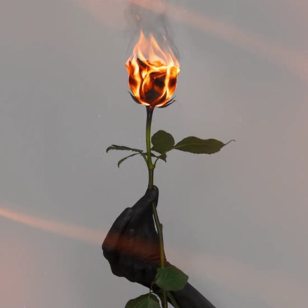 HD wallpaper: flowers, fire, rose, flowering plant, flame, burning, petal |  Wallpaper Flare