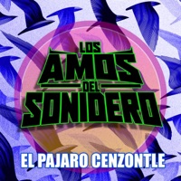 EL PAJARO CENZONTLE NUEVA - Single - Los Amos Del Sonidero