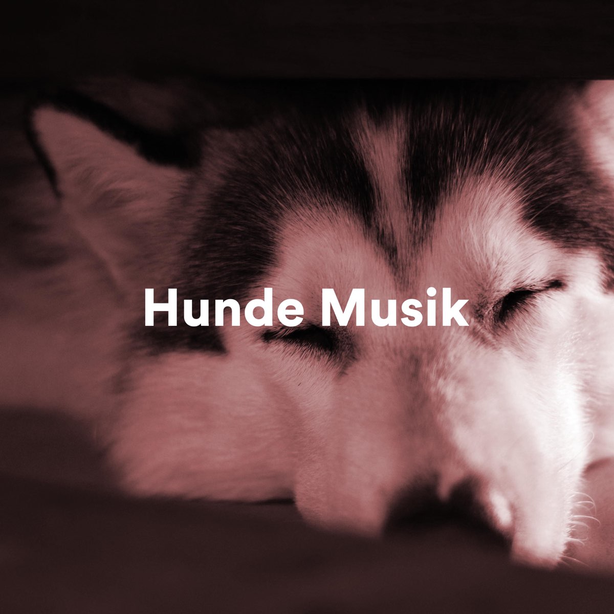 ‎Hunde Musik: Entspannungsmusik für Hunde und Katzen - Album by ...