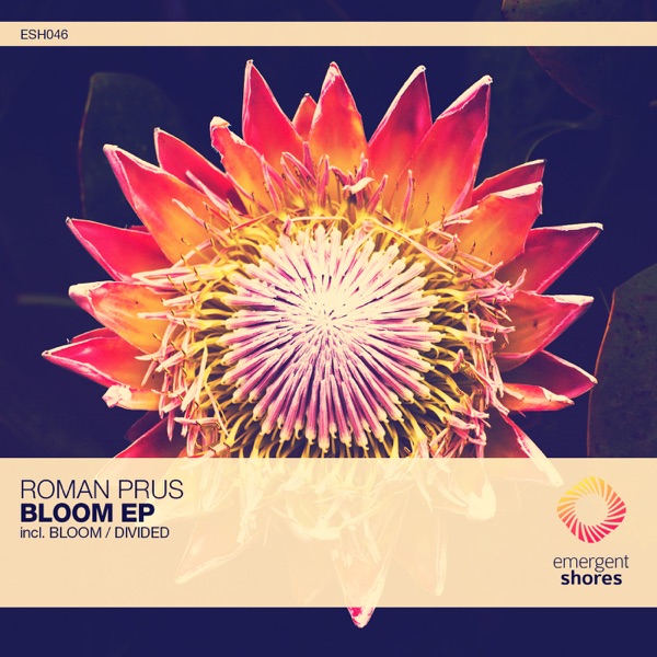 Bloom / Divided - Single