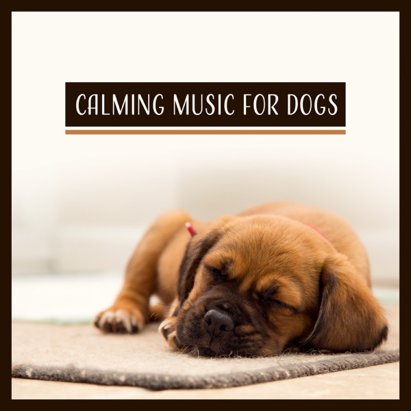 Calming Music for Dogs