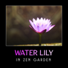 Water Lily in Zen Garden – Beautiful & Gentle Chinese Music - Lu Xuna Qian