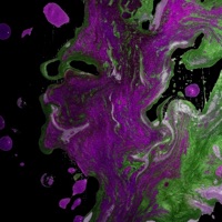 Flow Flexin (Instrumentals) [Instrumental] - Mandog