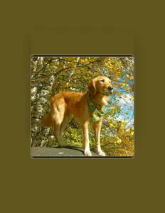 Fonda Feingold सुनें, म्यूज़िक वीडियो देखें, बायो पढ़ें, दौरे की तारीखें और बहुत कुछ देखें!