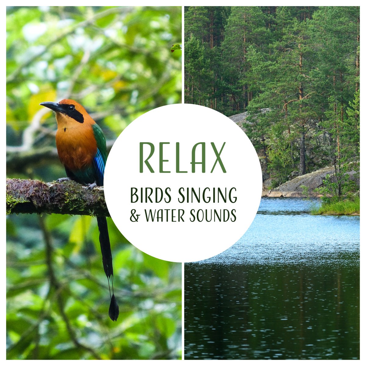 Слушать музыку птицы релакс. Singing Birds Sound. Listen to Birds singing. Singing Birds пиво. Relaxing Forest Sounds - Birds singing and Wind Sounds in leaves.