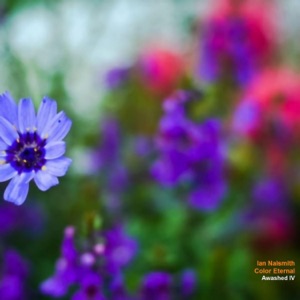 Colour Eternal (Awashed IV)