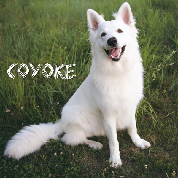 Electric Sheep - Coyoke