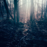 Taking Flight - Single - Tim Schaufert & CASHFORGOLD