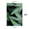 The Green - Mike Mago lyrics