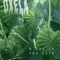 She Isn't Superficial - Oxela lyrics
