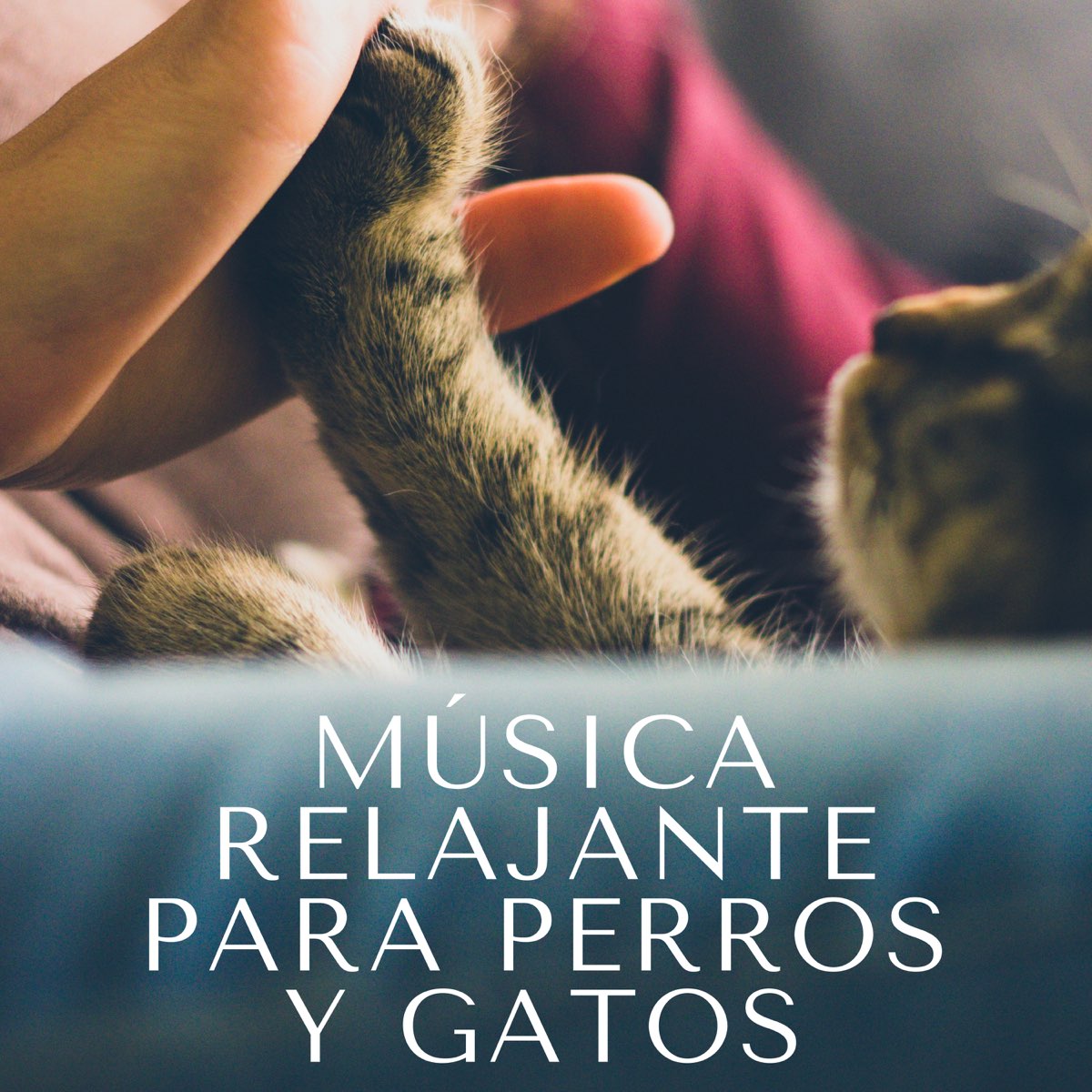Música Relajante para Perros y Gatos - Canciones para Animales de  Relajacion Ariel & Sonidos de la Naturaleza Relajacion en Apple Music