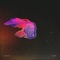 Augustine - Element lyrics