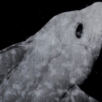 Lichtlos - Single - Hnrk