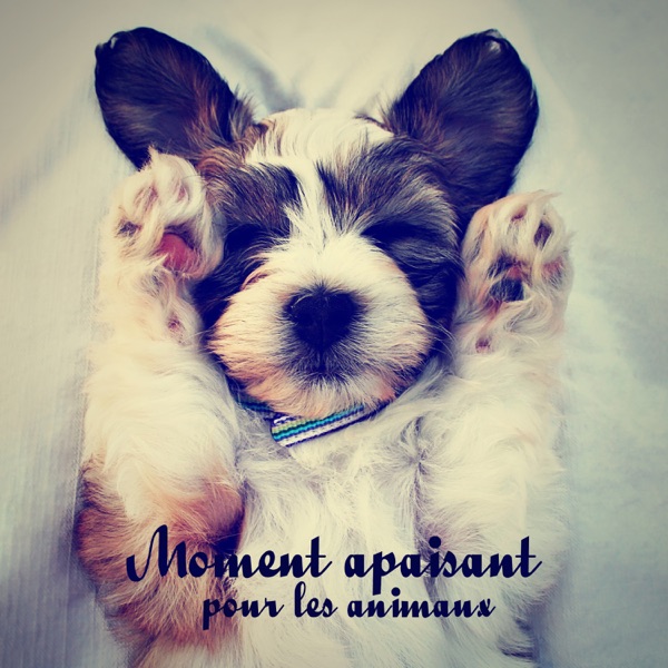 Moment apaisant pour les animaux