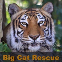 itunes – Big Cat Rescue