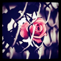 Concrete Rose - Single - J.I.