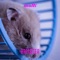 Hamster - multi lyrics