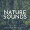 Nature Sounds - SleepTherapy lyrics