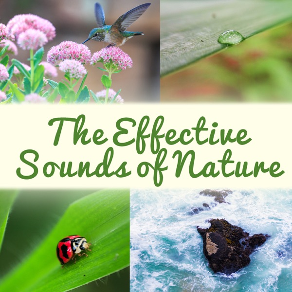 The Effective Sounds of Nature: The Best Music Collection for Relaxation, Stress Relief & Deep Sleep, Rain, Ocean, Forest, Sounds Therapy