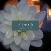 Fresh - Single