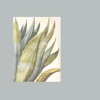 Agave cover art