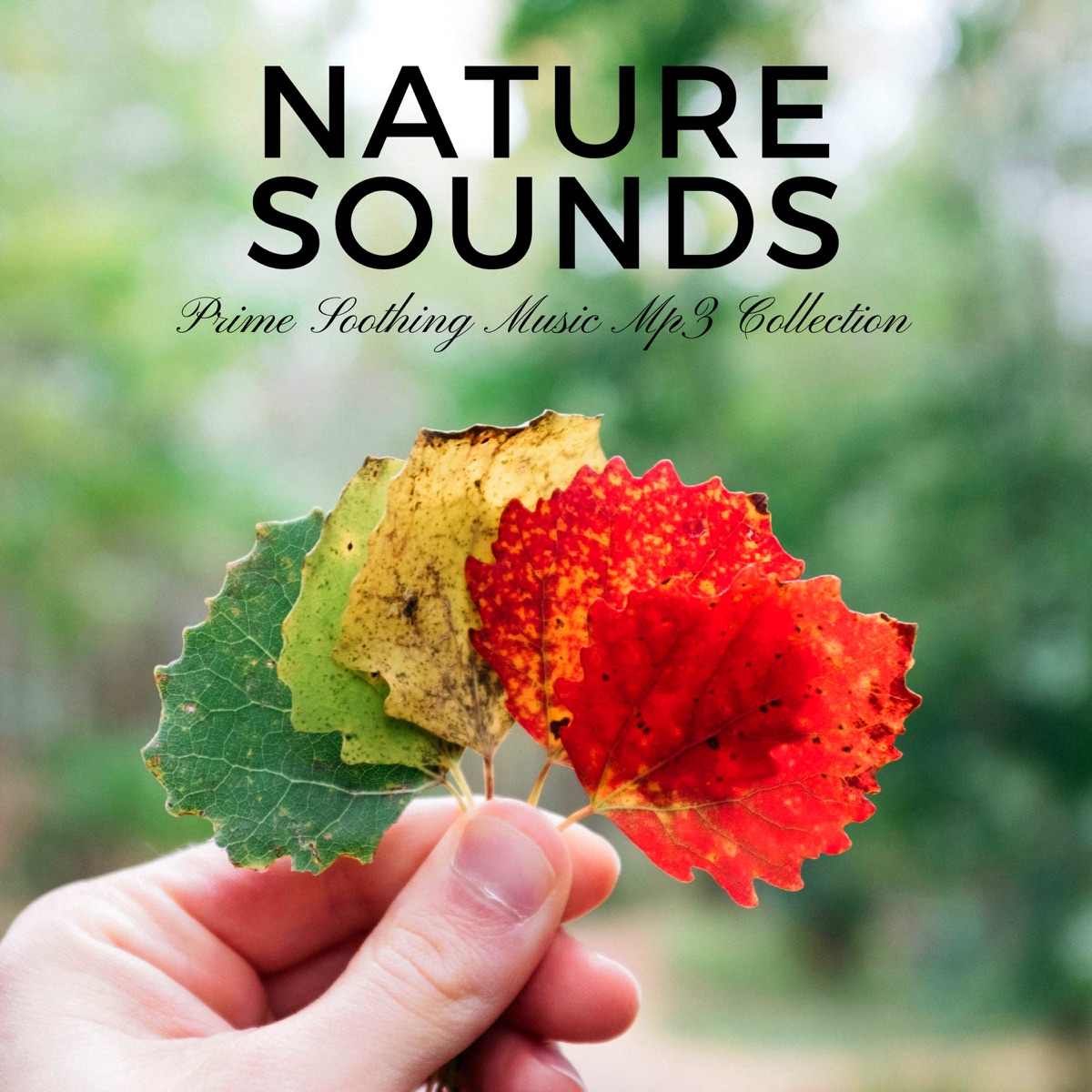 Nature Sounds - Prime Soothing Music Mp3 Collection - Album by Ambience  Sounds of Nature Specialists & Sleep Sounds of Nature - Apple Music